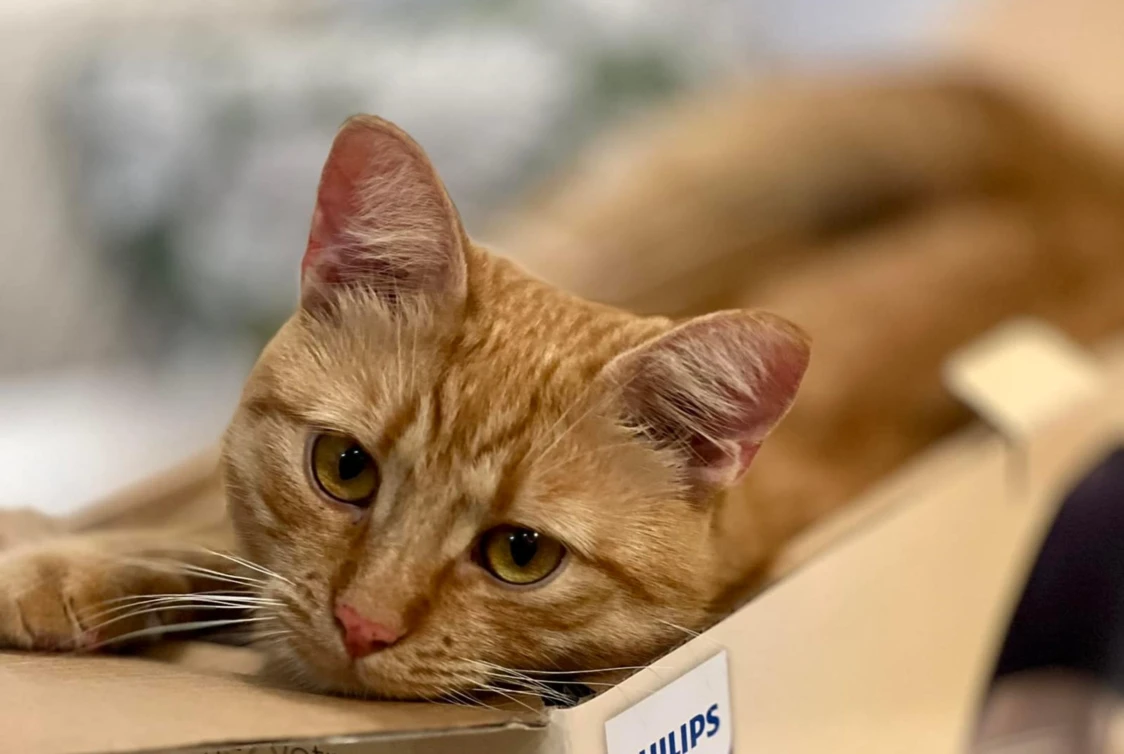 Lorem ipsum dolor sit amet, consectetur adipiscing elit