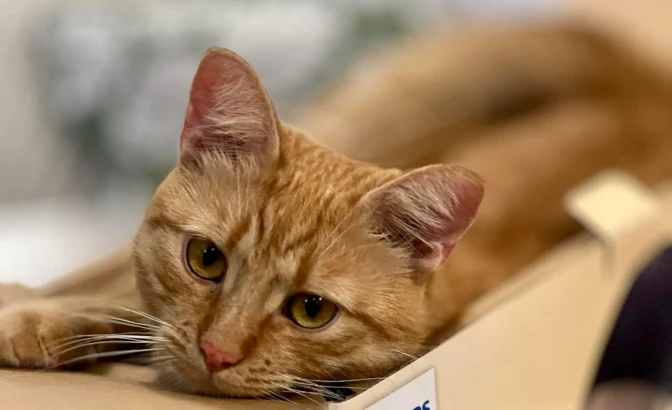 Lorem ipsum dolor sit amet, consectetur adipiscing elit